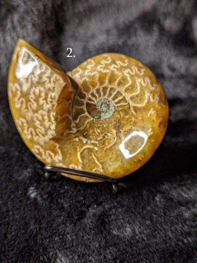 Small Ammonite Fossil