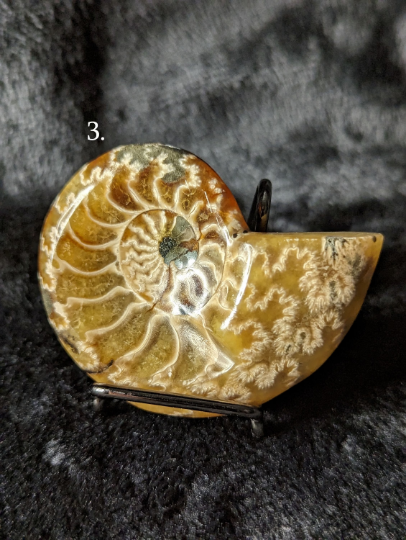 Small Ammonite Fossil