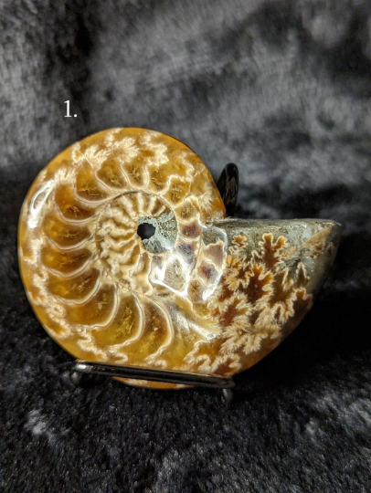 Small Ammonite Fossil